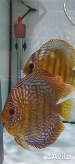 Продам Дискусов