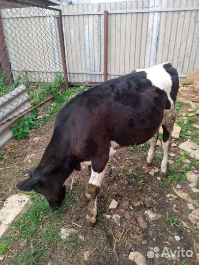 Телка 6 месяцев