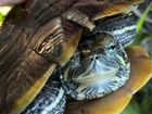 Черепахи красноухие объявление продам