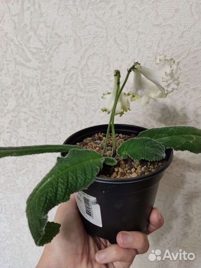 Стрептокарпус