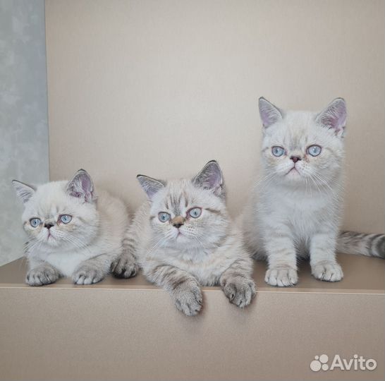 Котята Экзоты