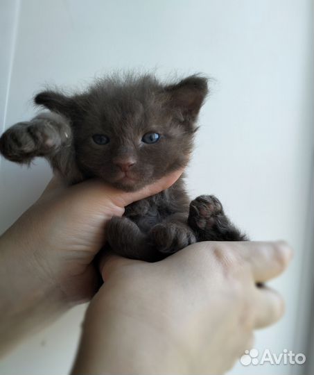 Канадский сфинкс