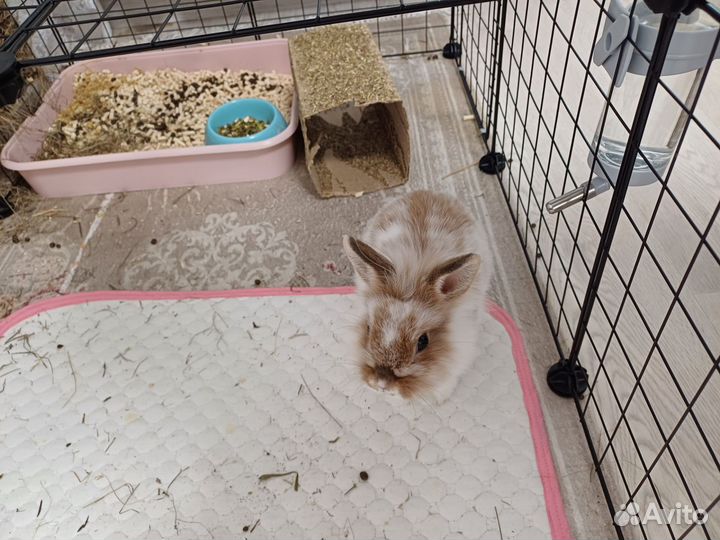 Декоративные кролики