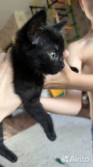 Черный котенок мальчик в добрае руки