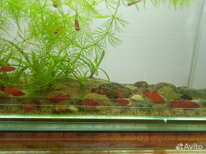 Пецилия, гуппи