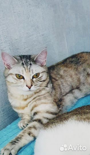 Отдам кошку