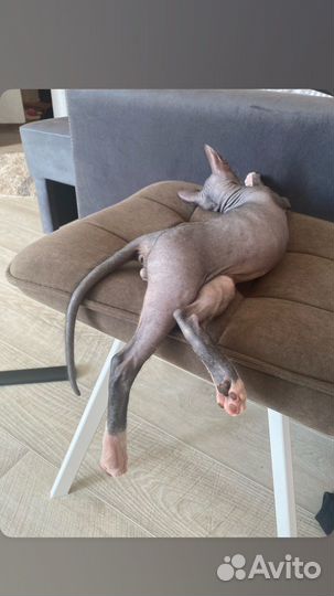 Котята сфинкс