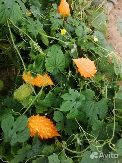 Семена Момордики