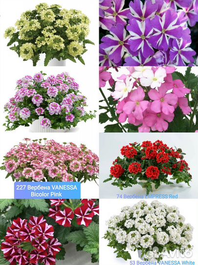 Вегетативные черенки