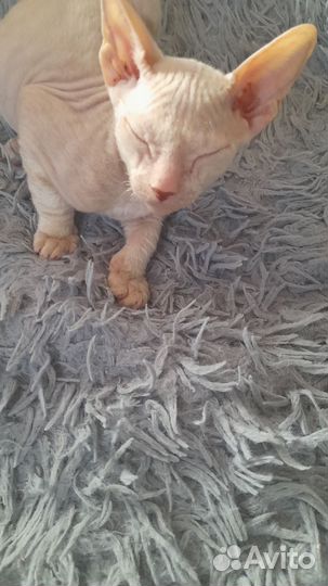 Канадский сфинкс