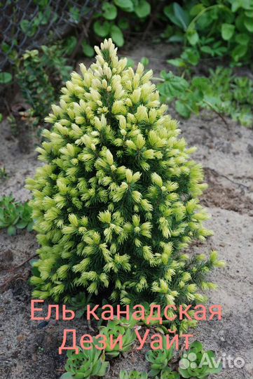 Ель канадская коника