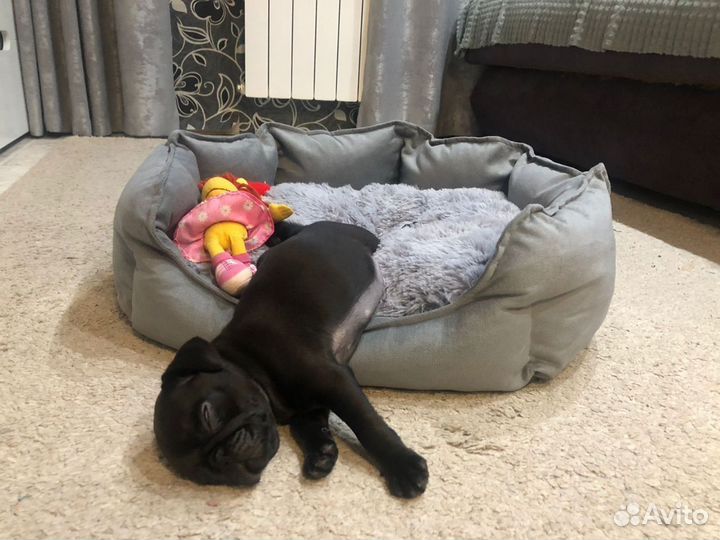 Щенок мопса черный