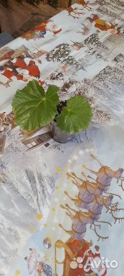 Бегония,Эпипремнум