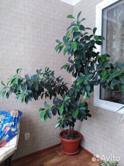 Фикус Бенжамин