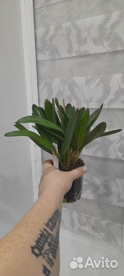 Masdevallia colossus