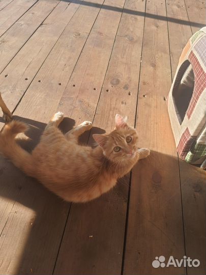 Котёнок тигрёнок рыжий
