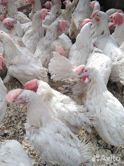 Куры несушки