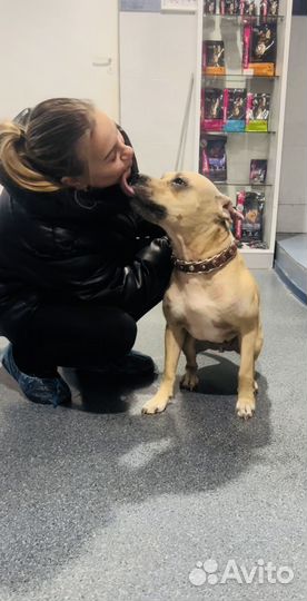 Стафф в добрые руки