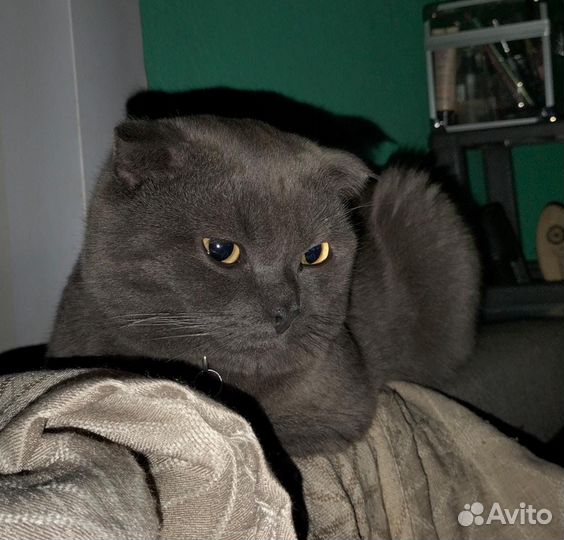 Британские котята