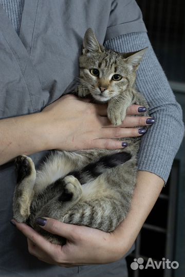 Кот в добрые руки