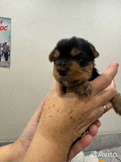 Йоркширский терьер