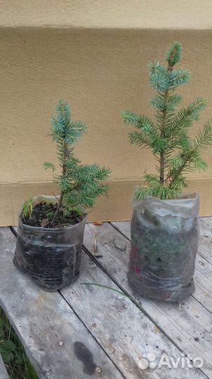 Саженцы хвойных растений зкс