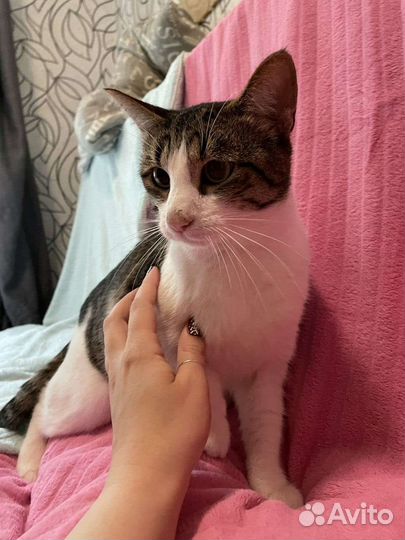 Кот кошка котенок котята ищем мам и пап помогите