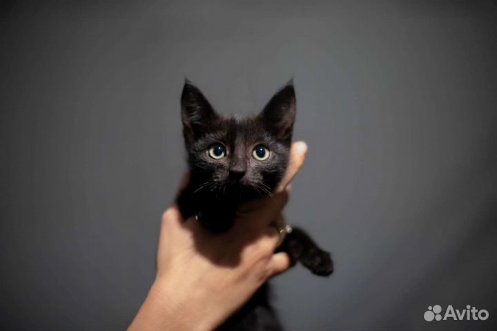 Космические котята в дар