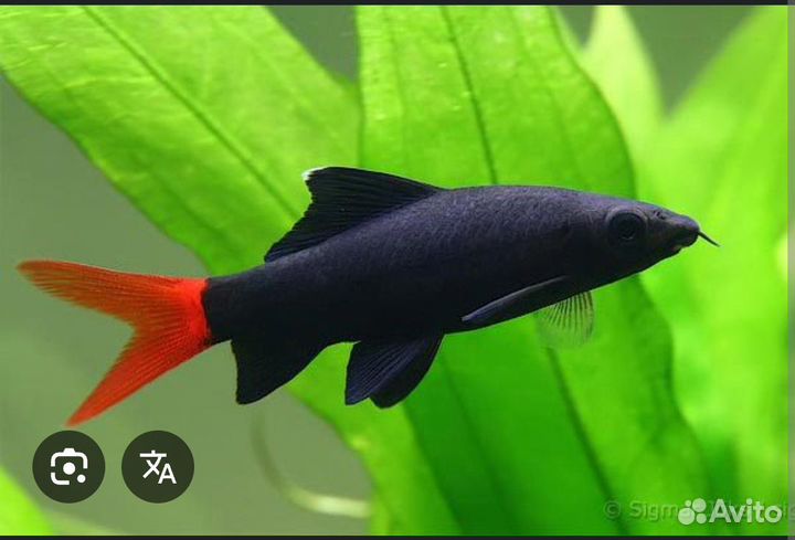 Аквариумные рыбки