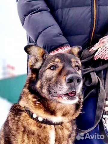 Собака в добрые руки из приюта бесплатно