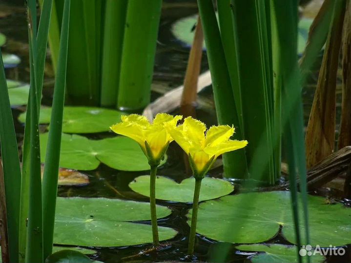 Nymphoides для мини прудов