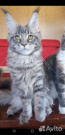 Котята мейн-кун