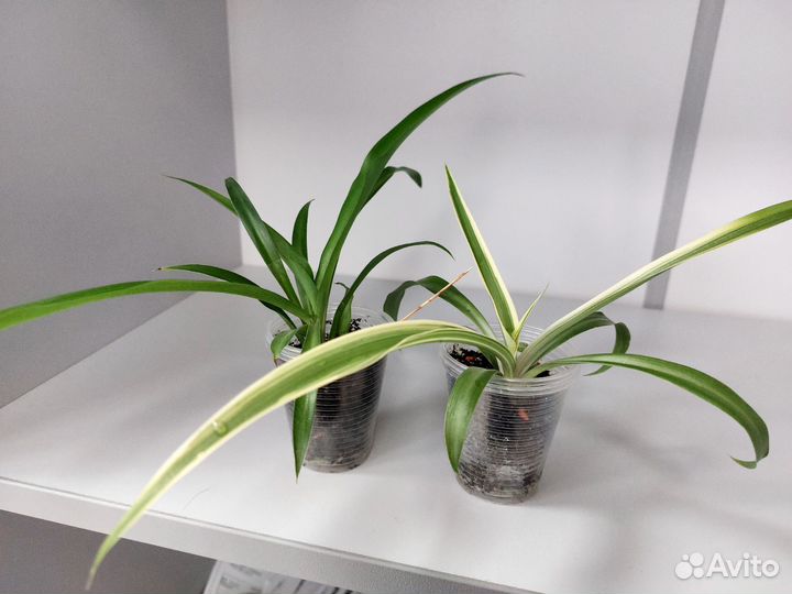 Хлорофитум