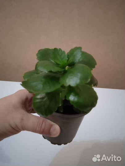 Каланхоэ дикоративный цветущий