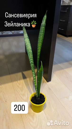 Сансевиерия