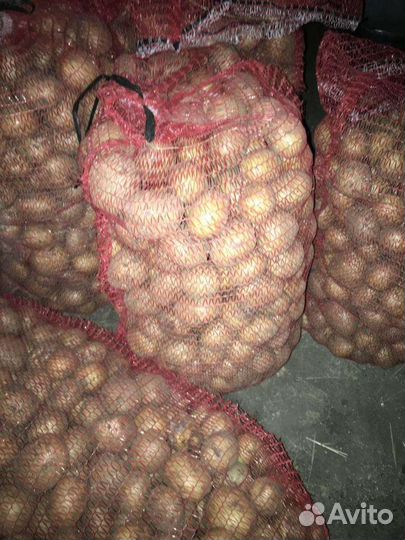 Картофель едовой