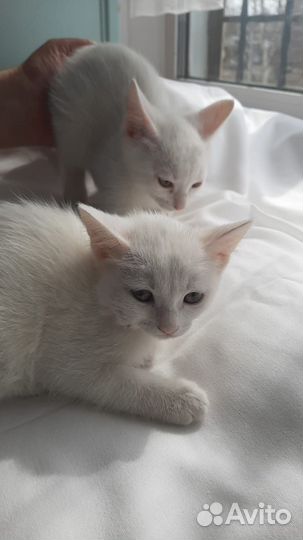 Супер белоснежные котята