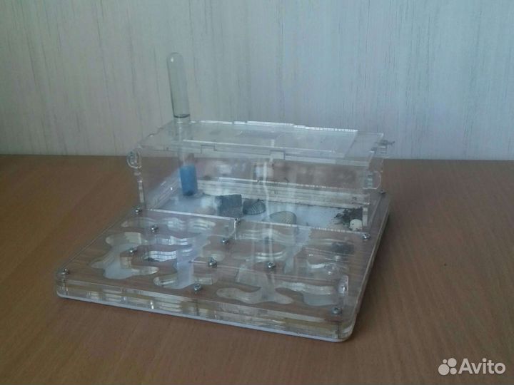 Муравьиная ферма с муравьями