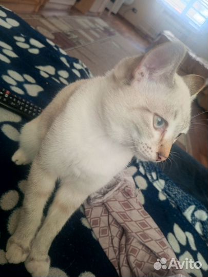 Котëнок белый