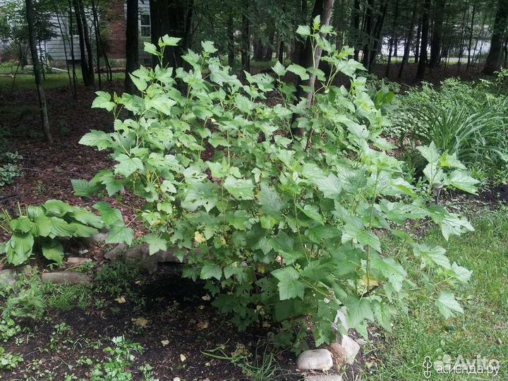 Куст черной смородины