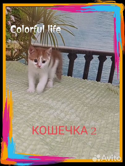 Шотландские прямоухие котята