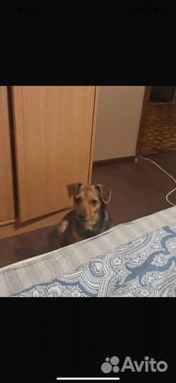 Смесь тойтерьер