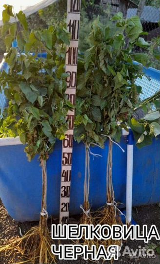 Шелковица черная, тутовник
