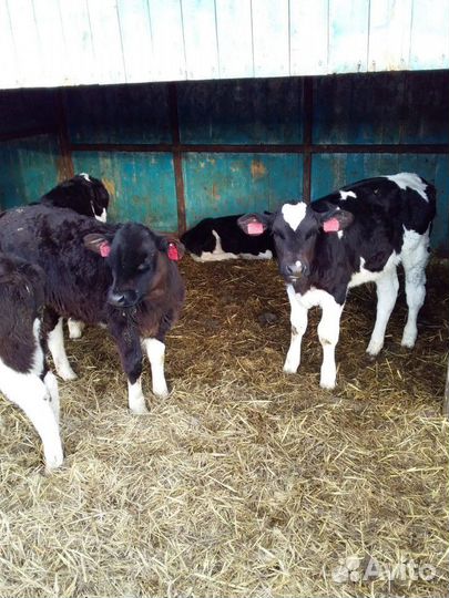 Телята бычки