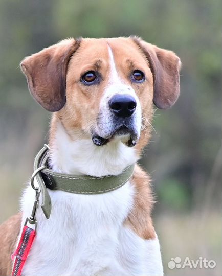 Собака Руфус метис бигля ищет дом