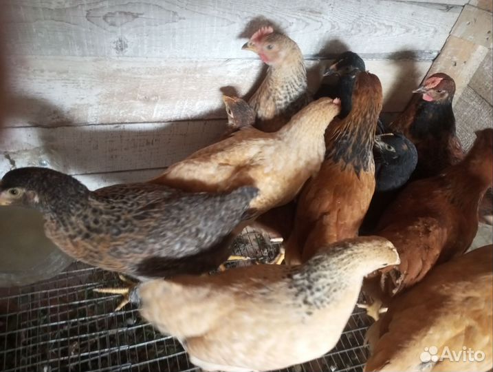 Цыплята,петухи