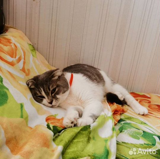 Передержка котов и кошек, мелких животных