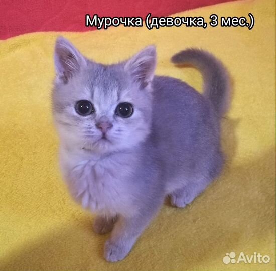 Британские котята