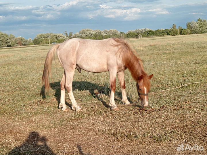 Лошадь жеребец