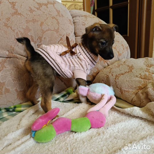 Девочка, щенок, 2 мес